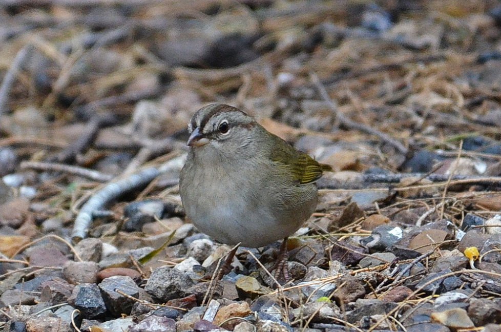 Sparrow, Olive, 2013-01042442 Laguna Atascosa NWR, TX.JPG - Olive Sparrow. Laaguna Atascosa National Wildlife Refuge, TX, 1-4-2013